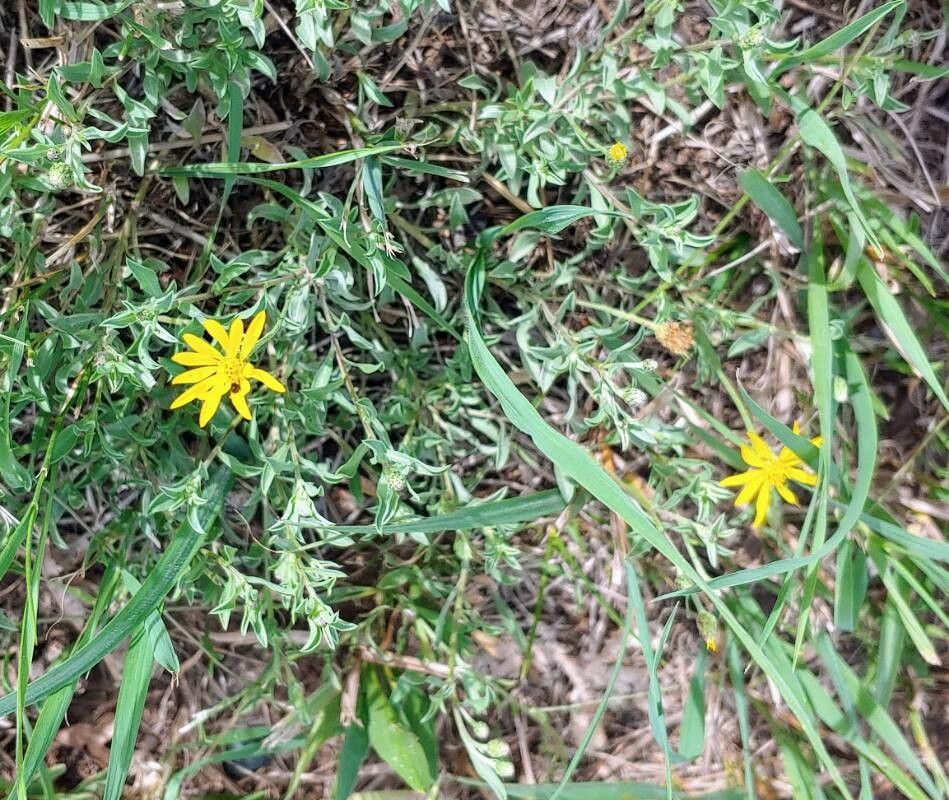 Heterotheca canescens flower
