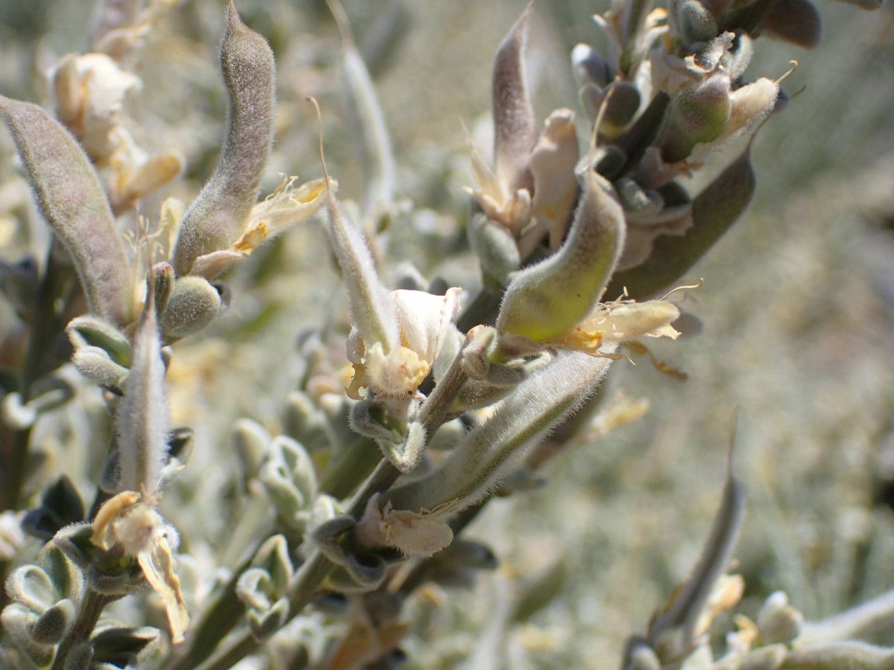 Genista benehoavensis flower