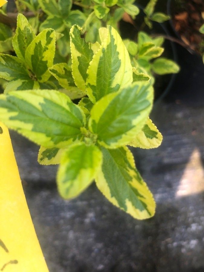 Ceanothus arboreus — related species from the same genus