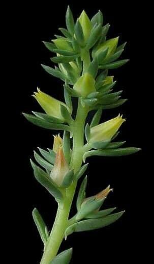 Echeveria platyphylla bark