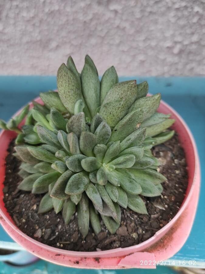 Sinocrassula densirosulata — related species from the same genus