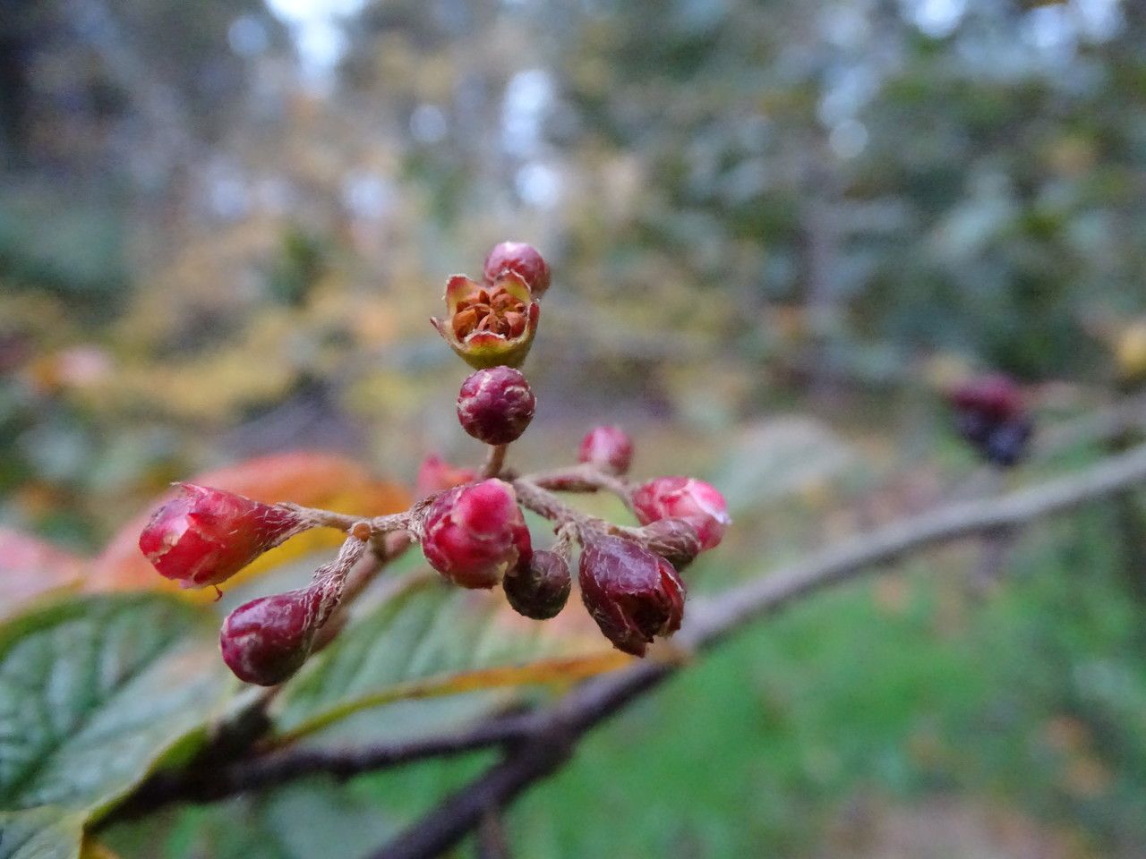 Cotoneaster moupinensis flower