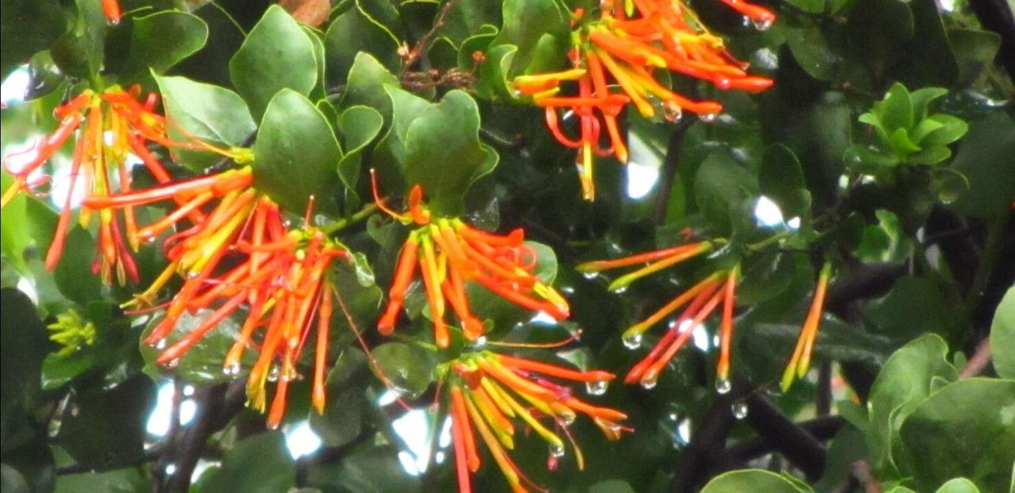 Tristerix corymbosus flower