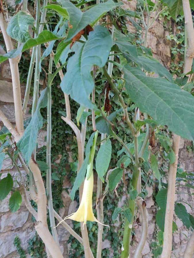 Brugmansia arborea flower