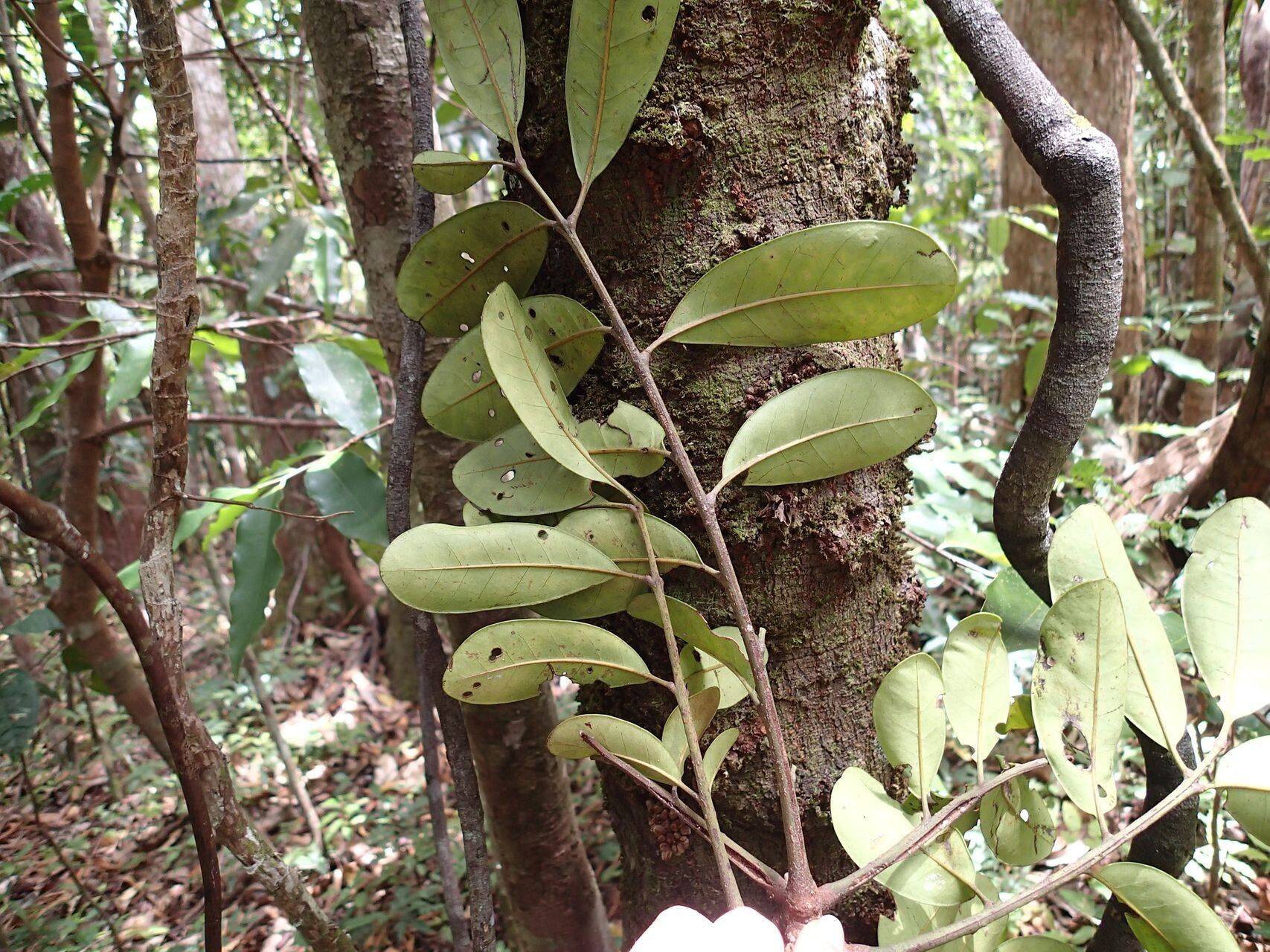 Didymocheton roseus — houseplant care guide