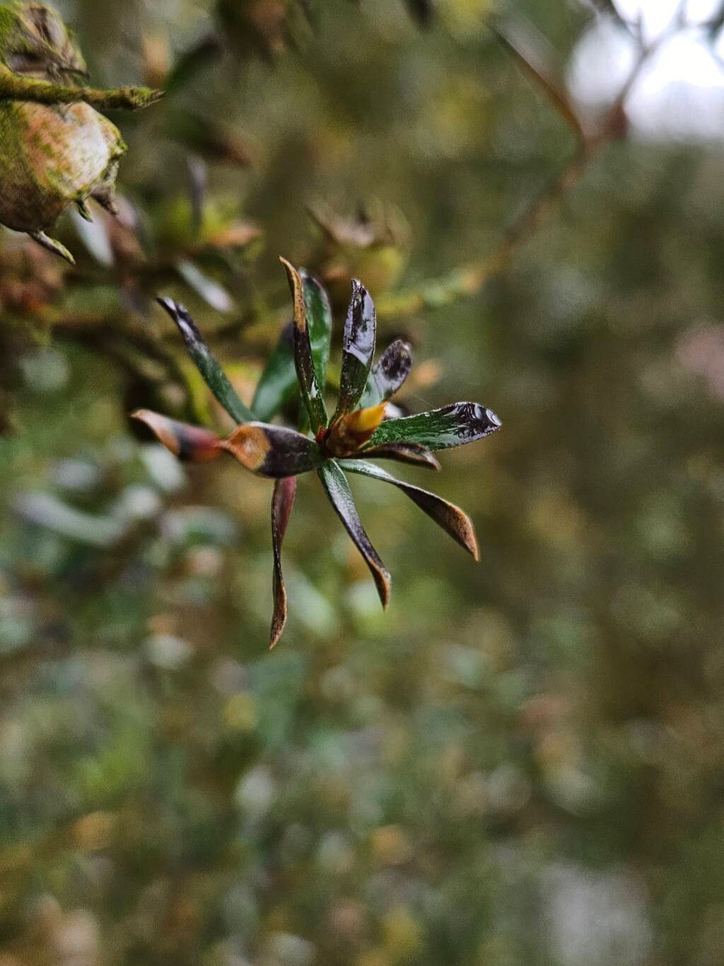 Leptospermum riparium — houseplant care guide