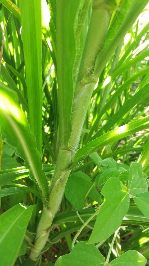 Miscanthus × giganteus bark