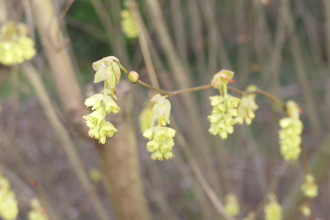 Corylopsis sinensis flower