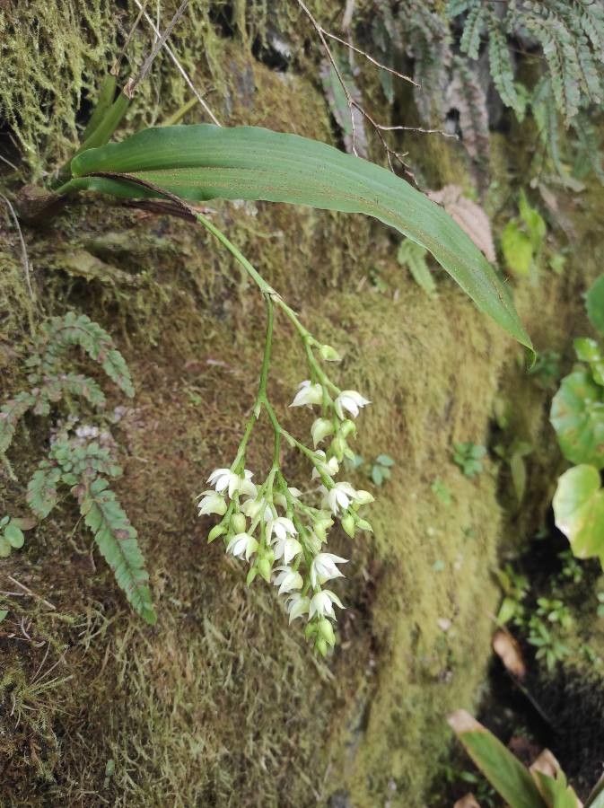 Polystachya cultriformis flower