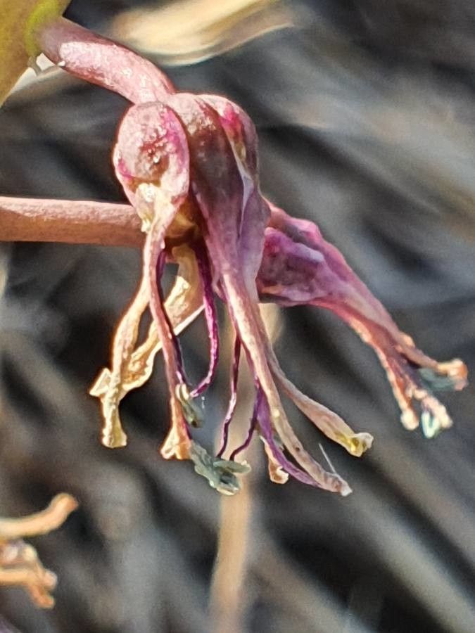 Ledebouria kirkii flower