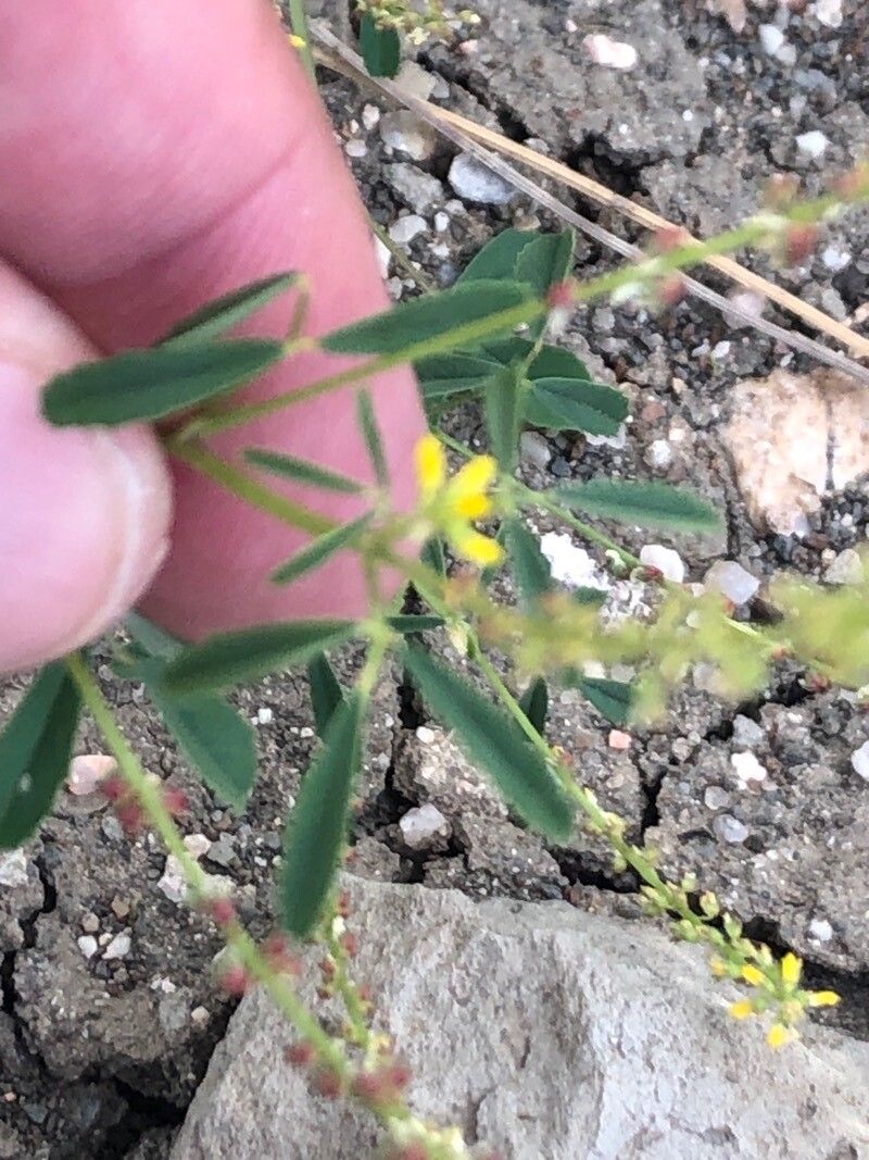 Melilotus sulcatus leaf