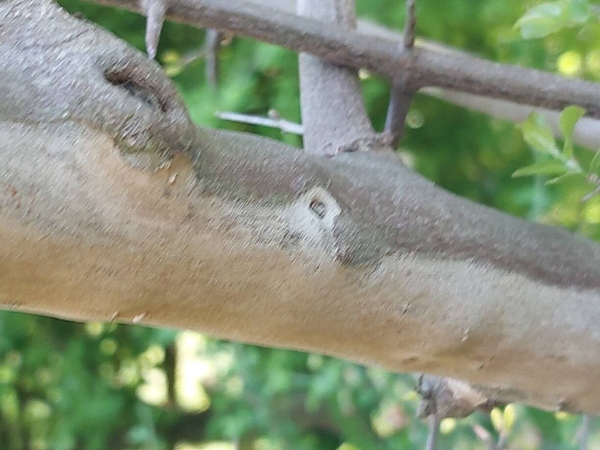 Rhamnus rosthornii bark