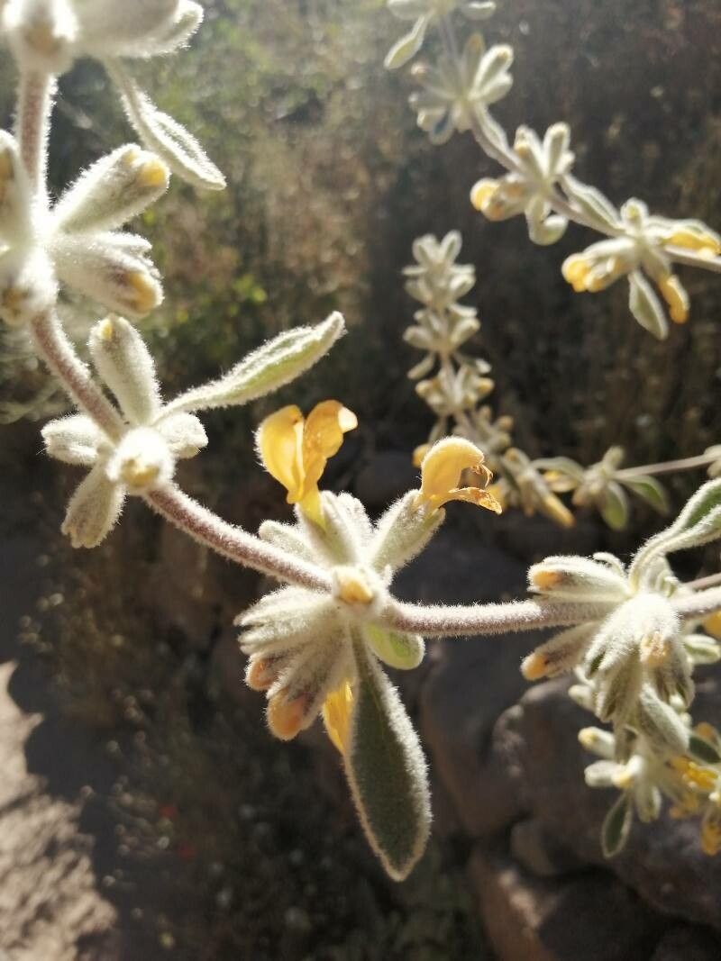 Phlomis lanata flower