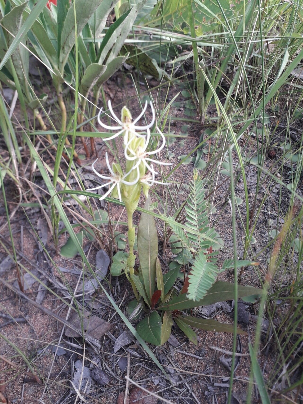 Habenaria verdickii habit