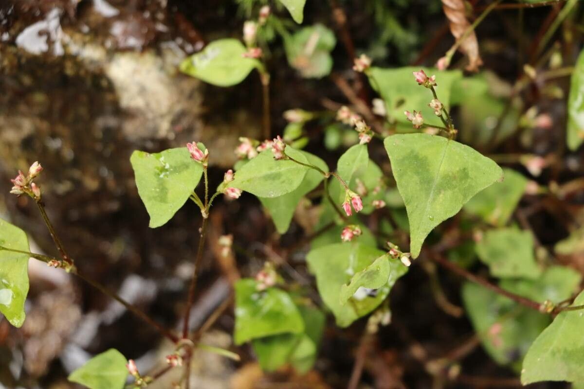 Persicaria debilis flower