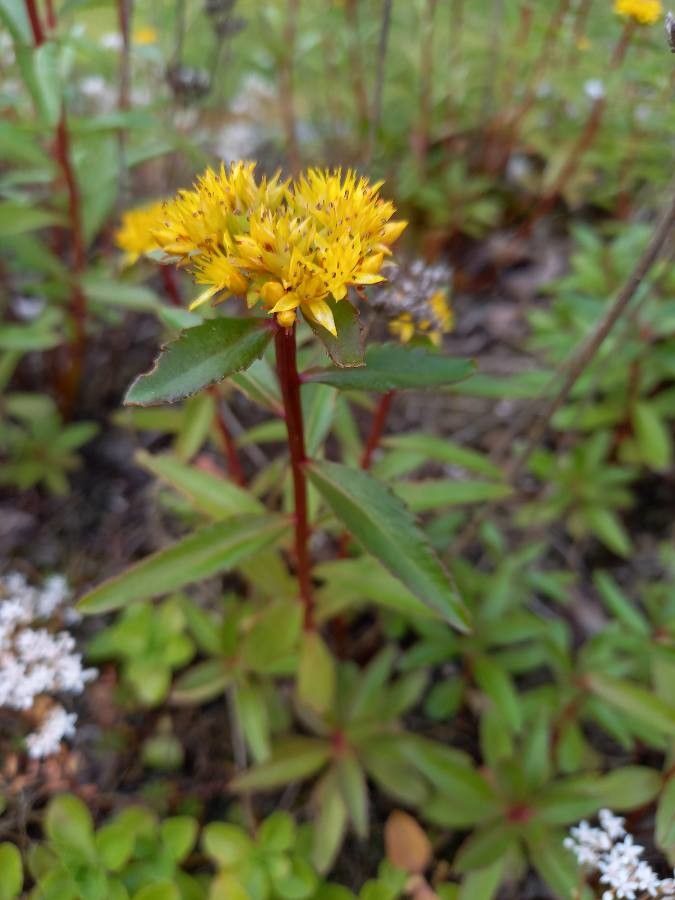 Sedum aizoon flower