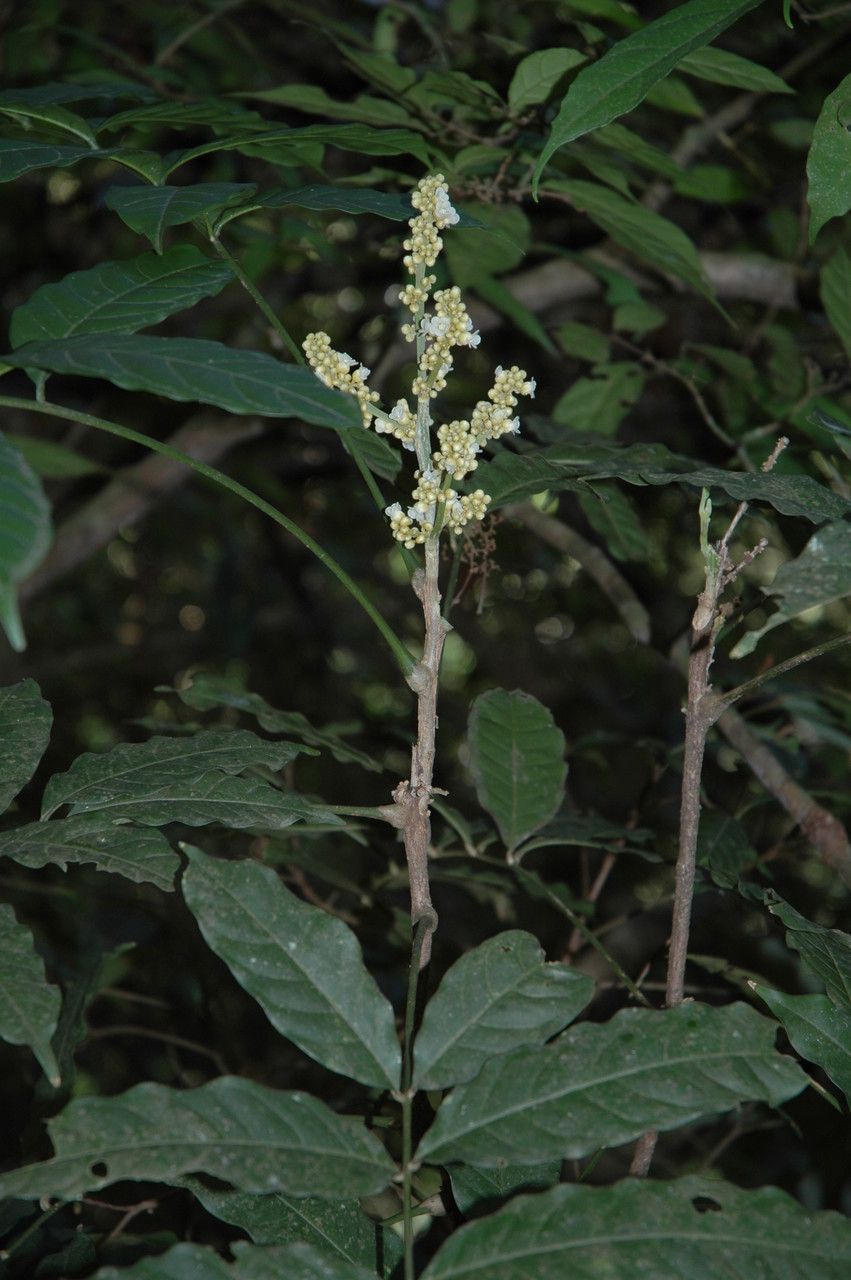 Lepisanthes tetraphylla — houseplant care guide