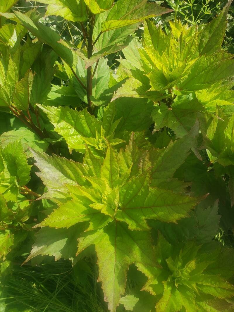 Hibiscus roseus — search result for 'Hibiscus'