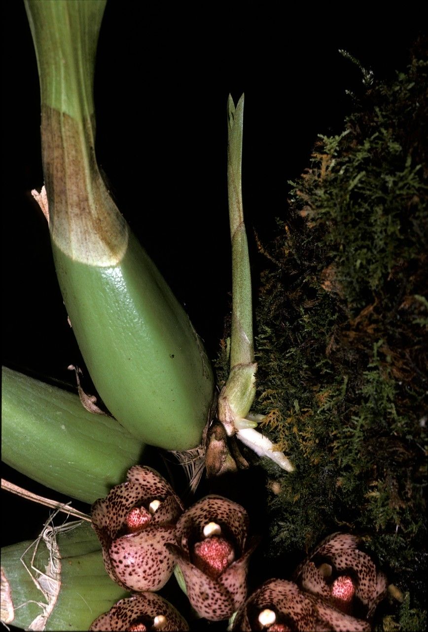 Peristeria guttata — related species from the same genus