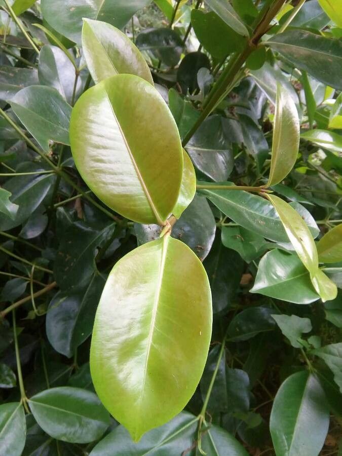 Carallia brachiata — search result for 'Dysphania'