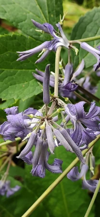 Clematis heracleifolia flower