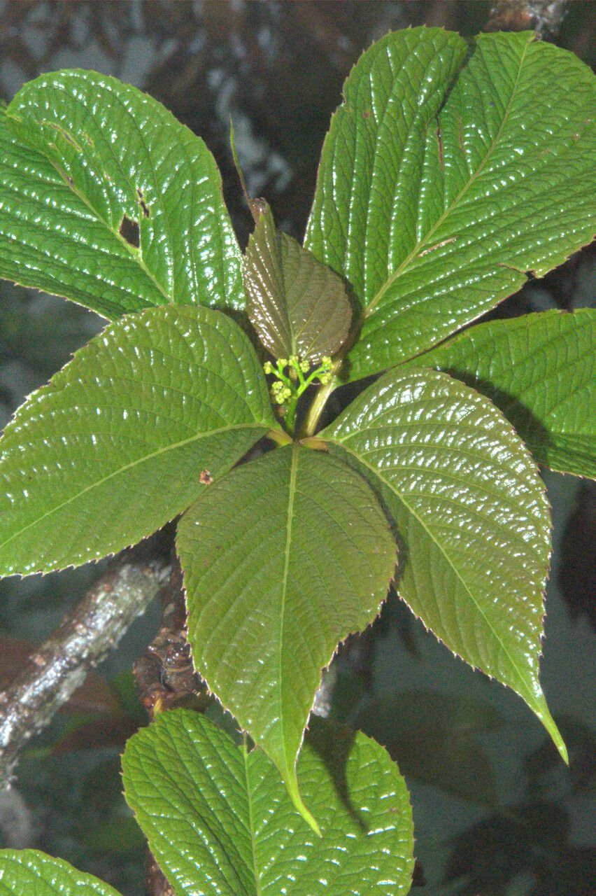 Parthenocissus semicordata — houseplant care guide