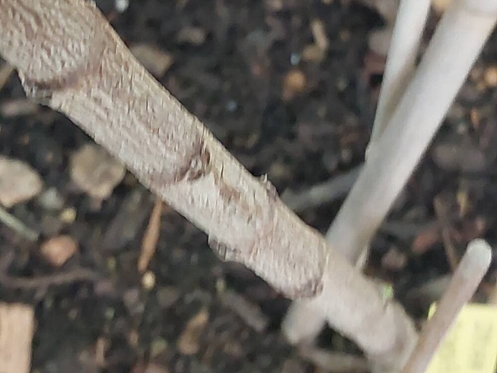Ixora densiflora bark