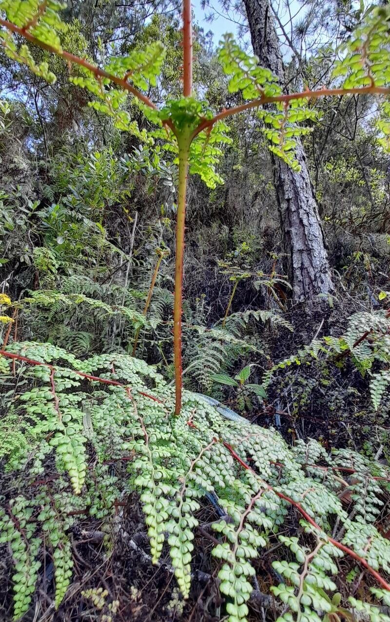 Odontosoria aculeata habit
