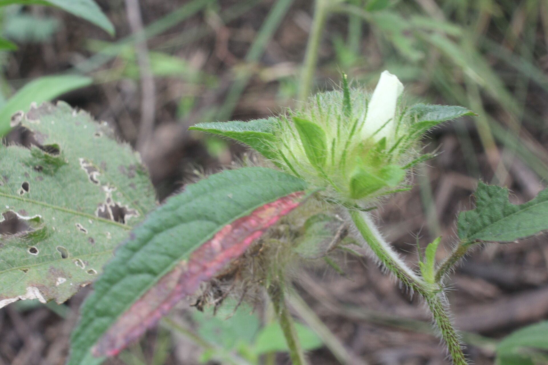 Malachra fasciata — related species from the same genus