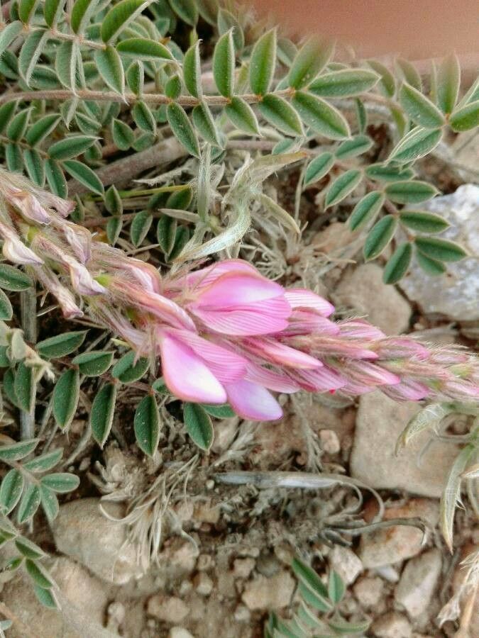 Onobrychis conferta flower
