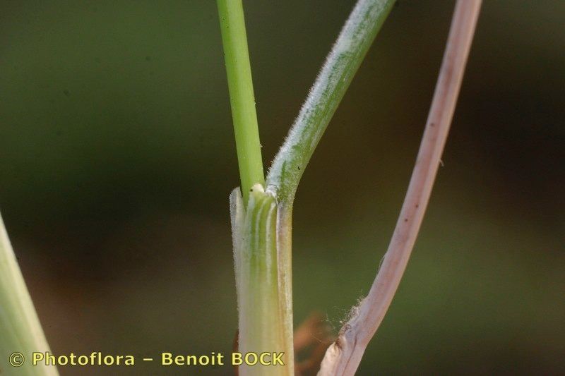 Festuca pallens bark
