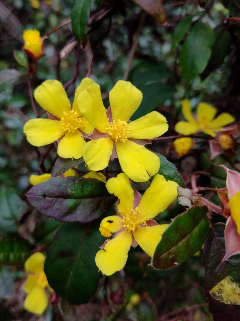 Hibbertia dentata flower