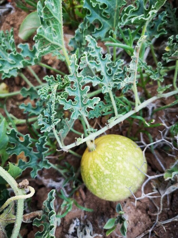 Citrullus colocynthis fruit