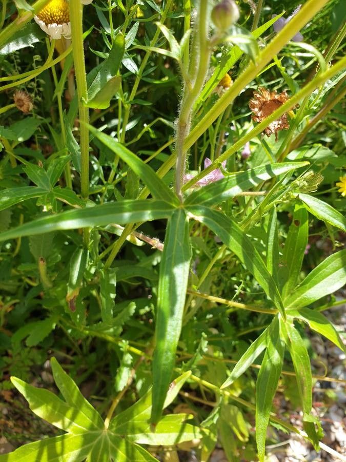 Staphisagria picta — related species from the same genus