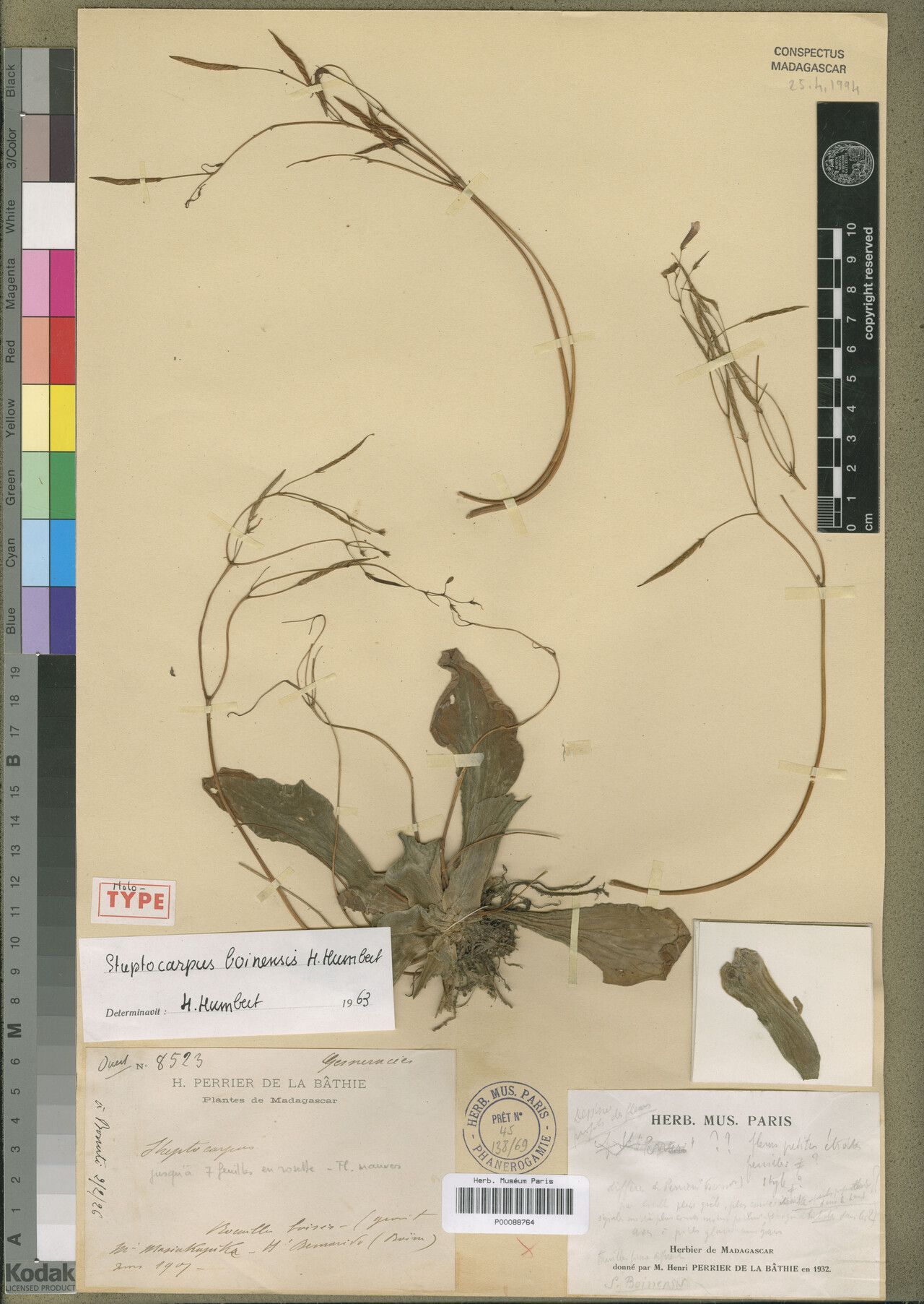 Streptocarpus boinensis — search result for 'Streptocarpus'