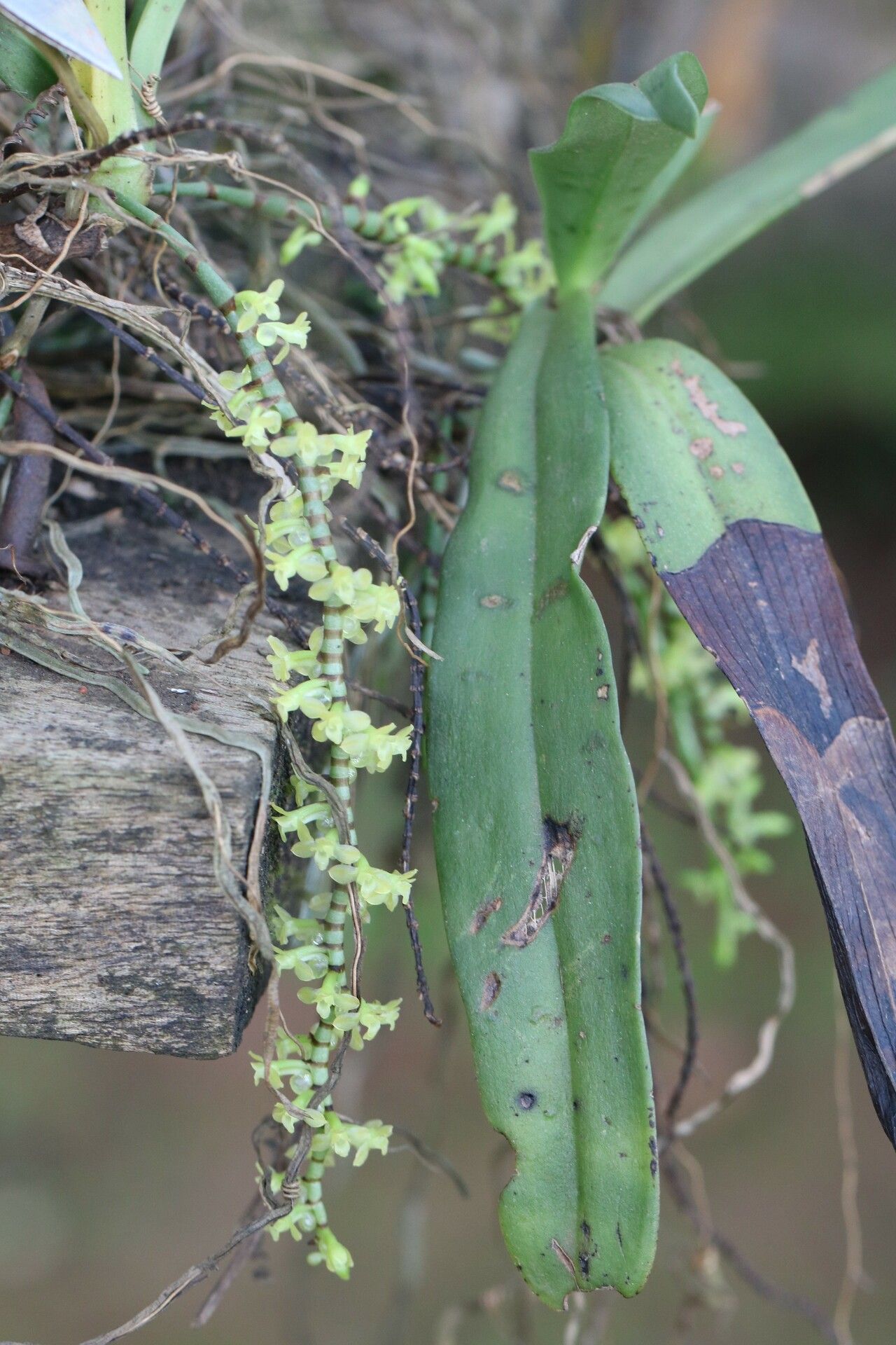 Diaphananthe spiralis habit