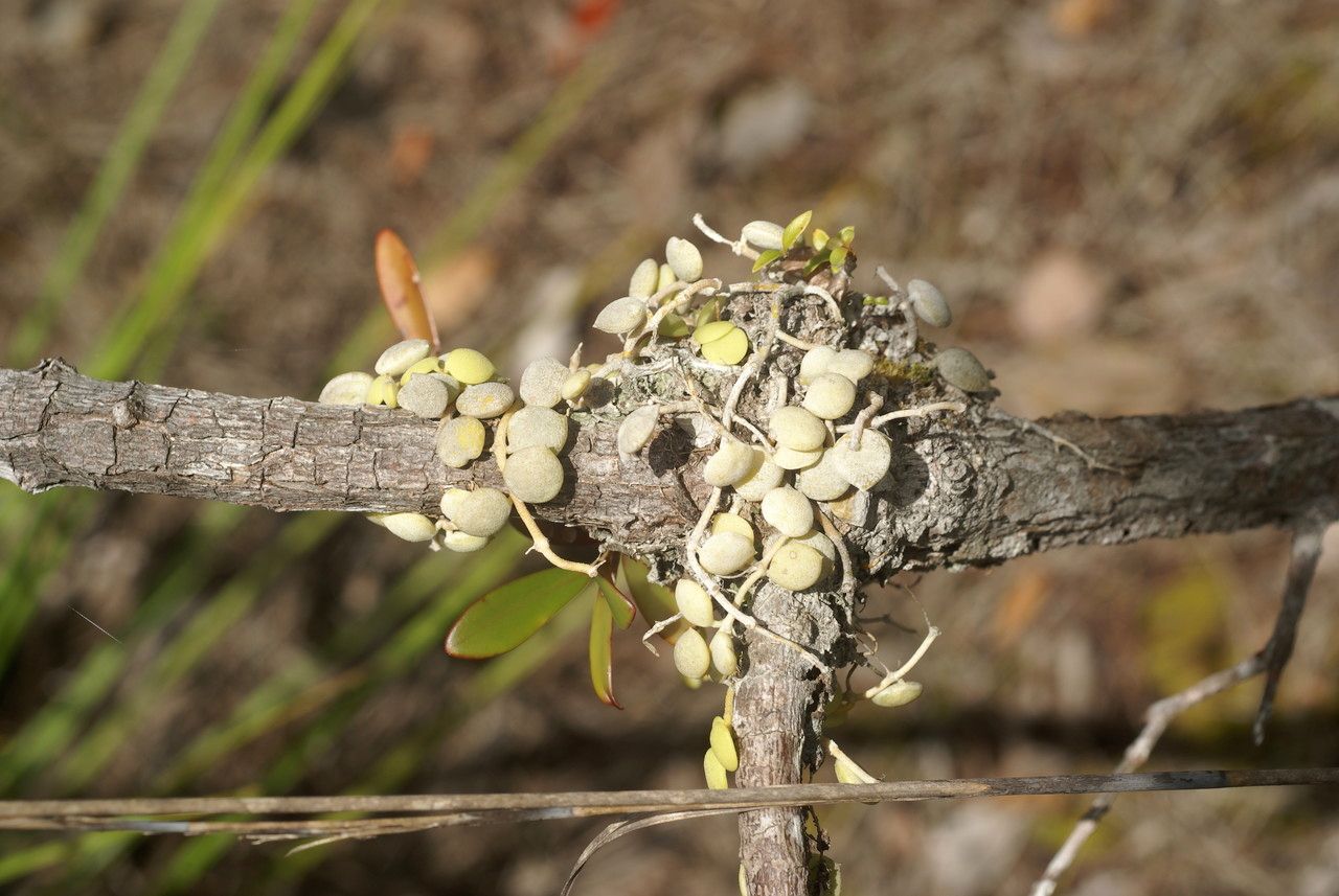 Dischidia vidalii habit