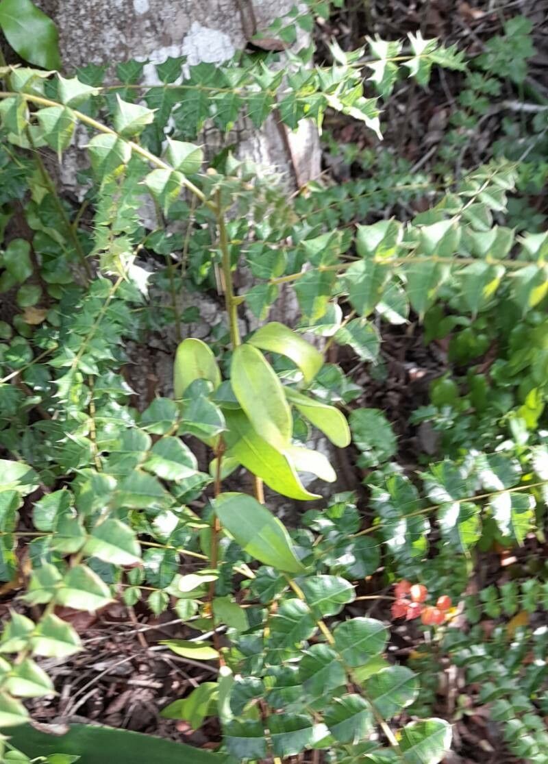 Comocladia dodonaea habit