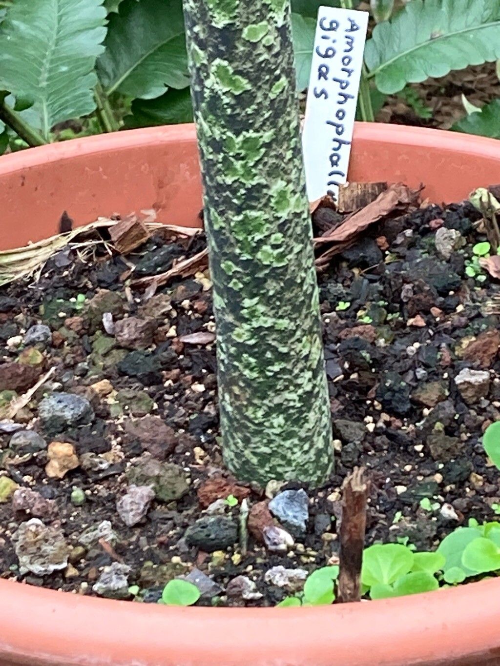 Amorphophallus gigas bark