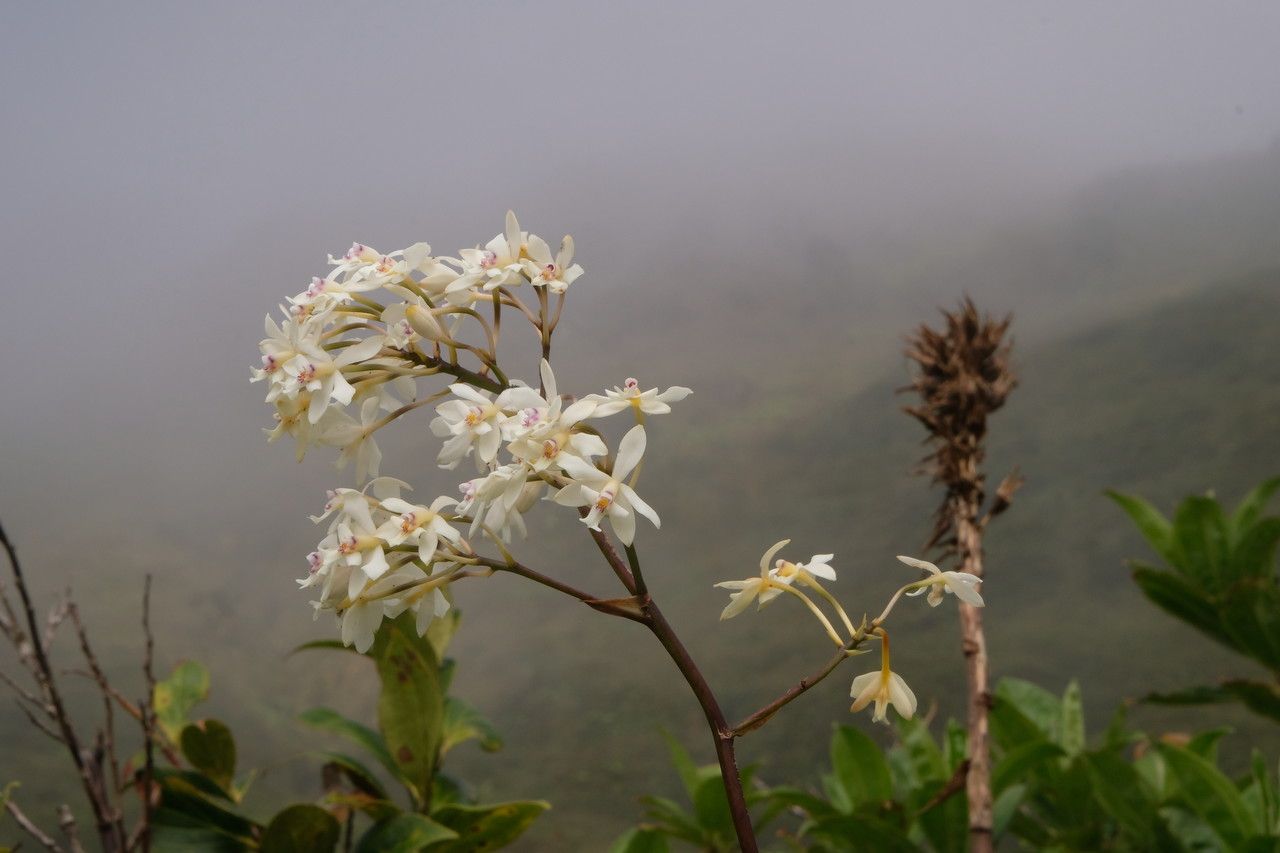 Epidendrum patens flower