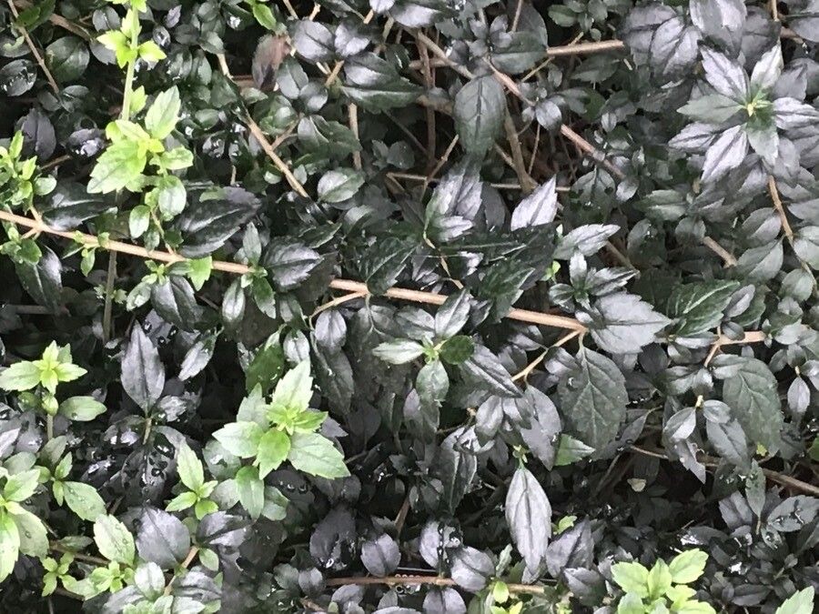 Mitraria coccinea — search result for 'Gesneriaceae'