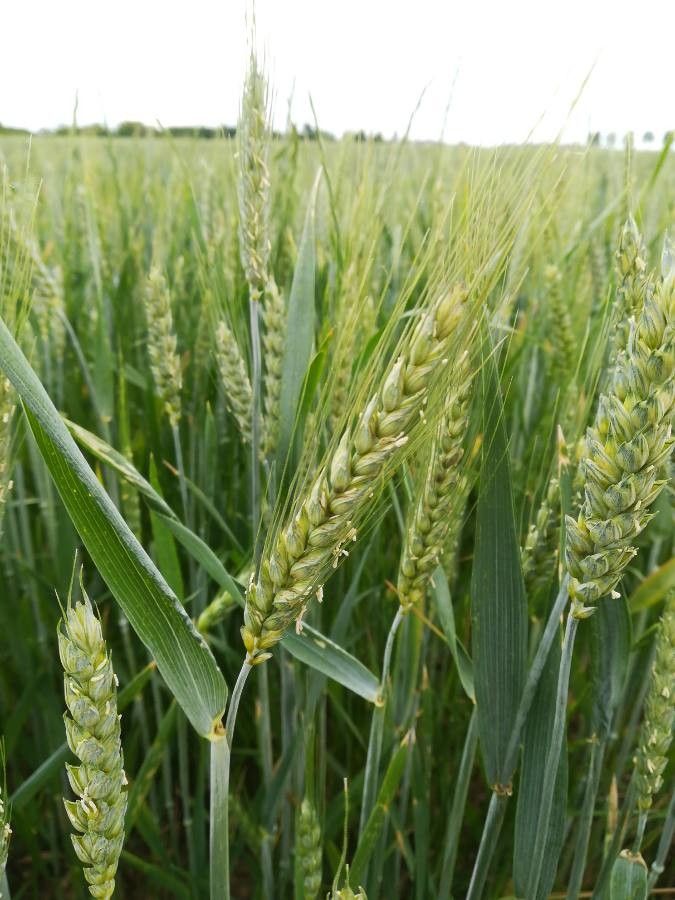 Triticum durum — related species from the same genus