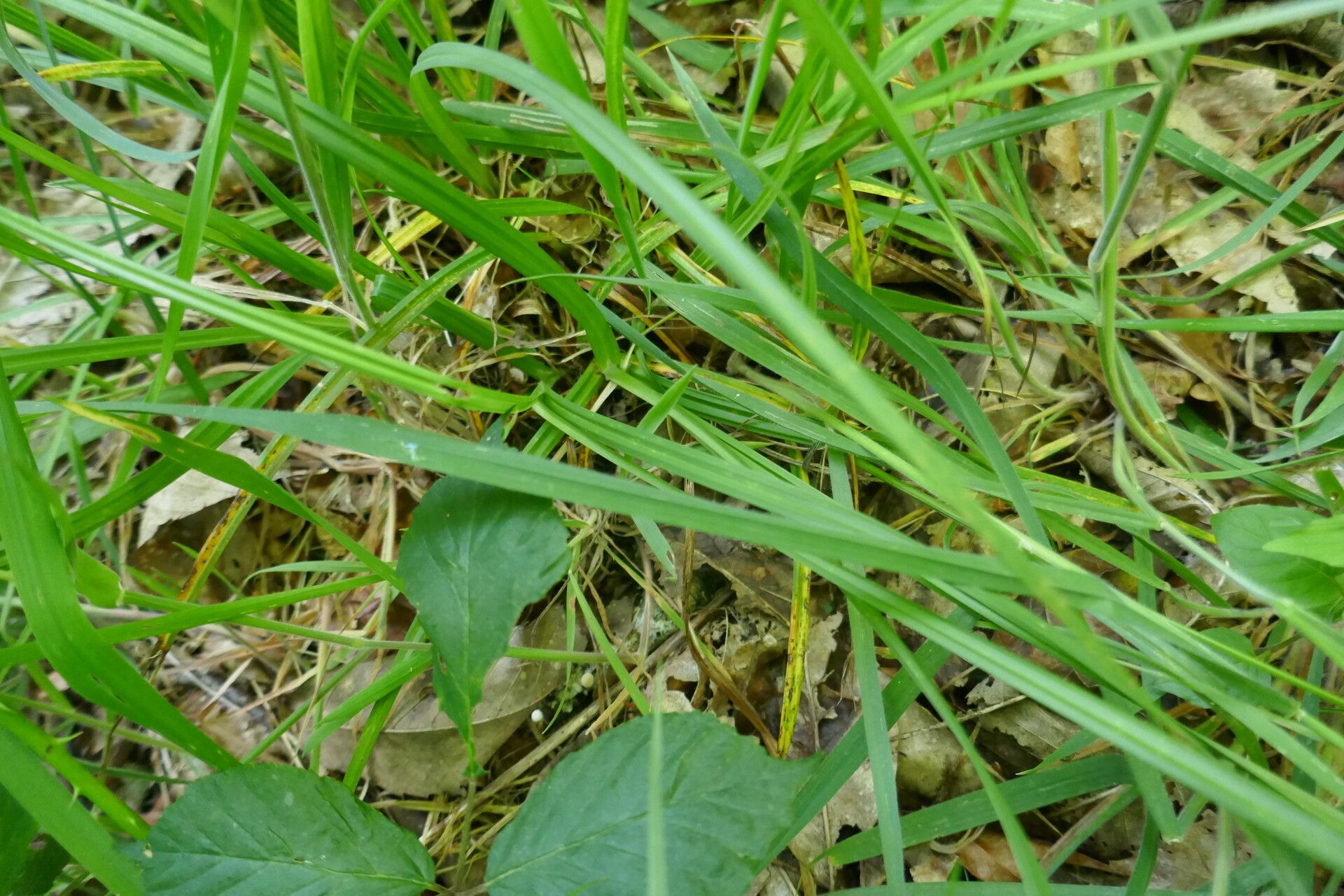 Carex laevigata — houseplant care guide