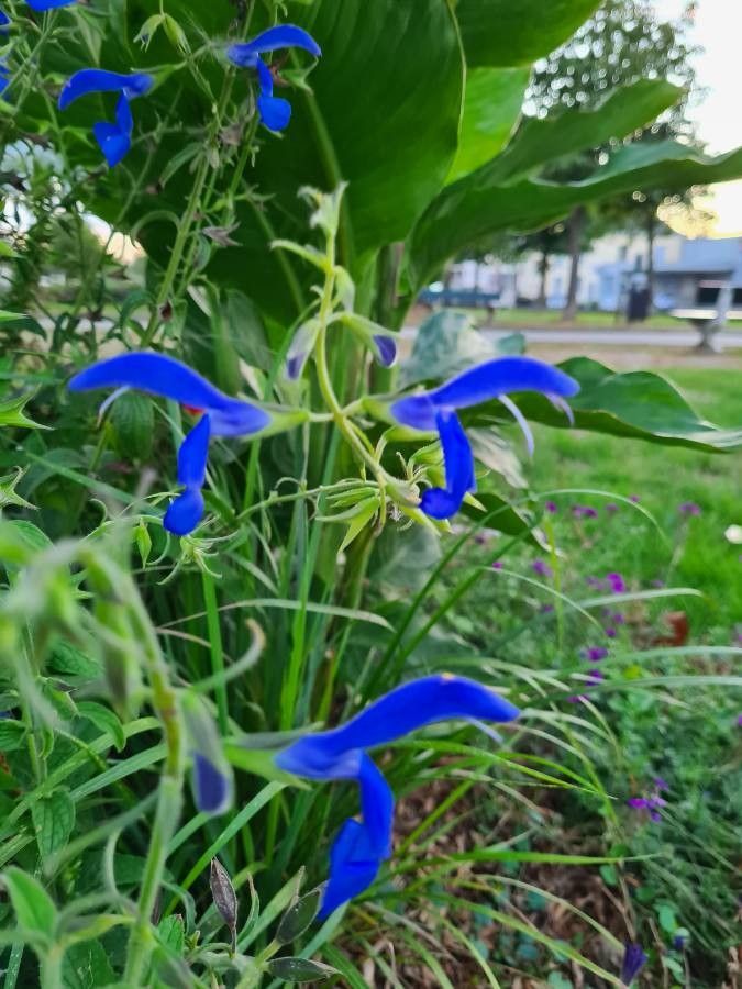 Salvia patens flower