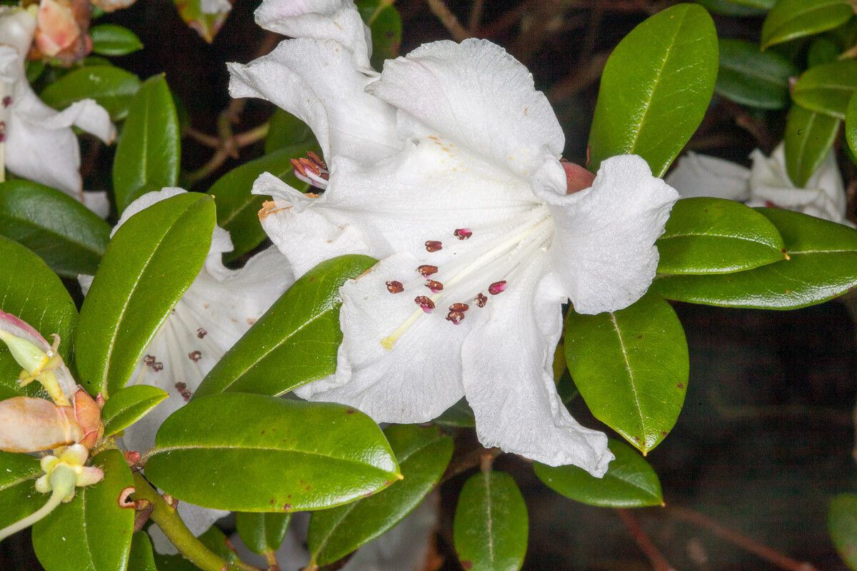 Rhododendron ciliatum flower