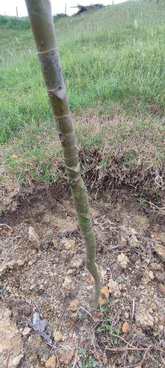 Cecropia telenitida bark