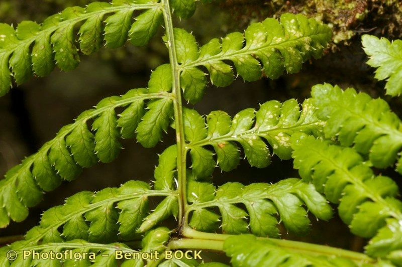 Dryopteris crispifolia leaf