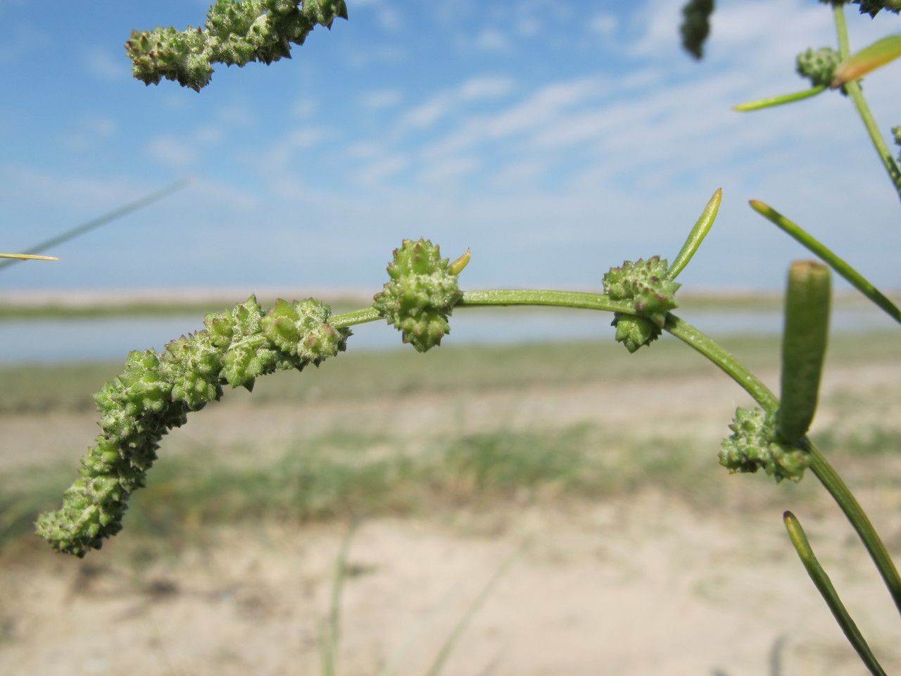 Atriplex littoralis fruit