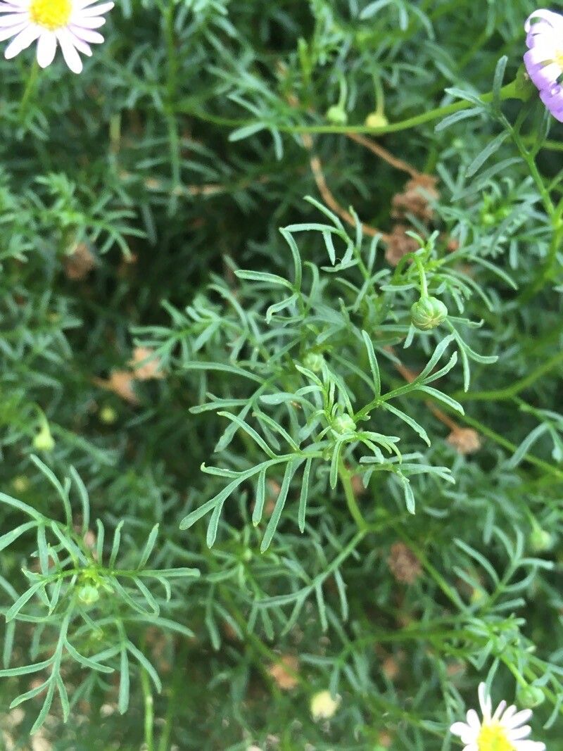 Brachyscome iberidifolia leaf