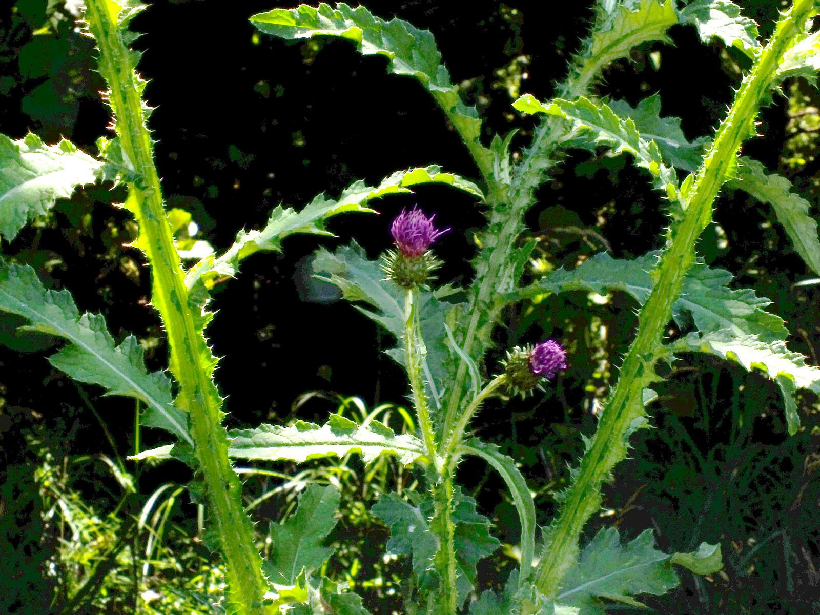 Carduus crispus — search result for 'Carduus'